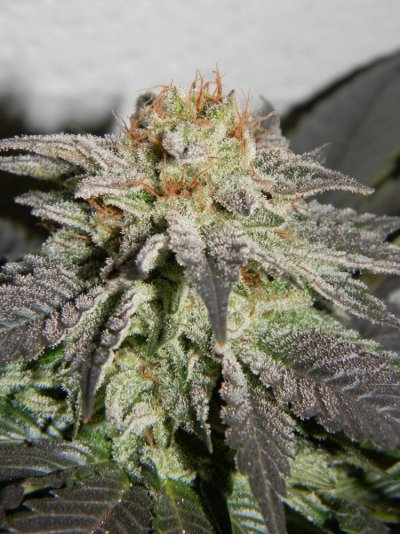 bubba-kush-x-ghost-og-kush-flower-pics.jpg