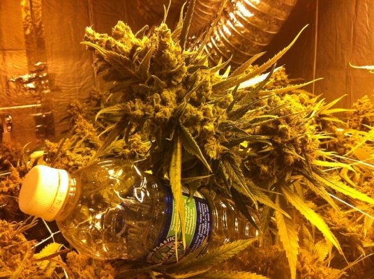 wifi-coco-drip-104kw.jpg