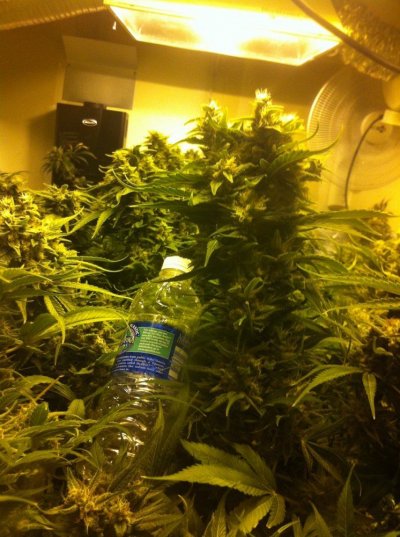 wifi-coco-drip-104kw-4.jpg