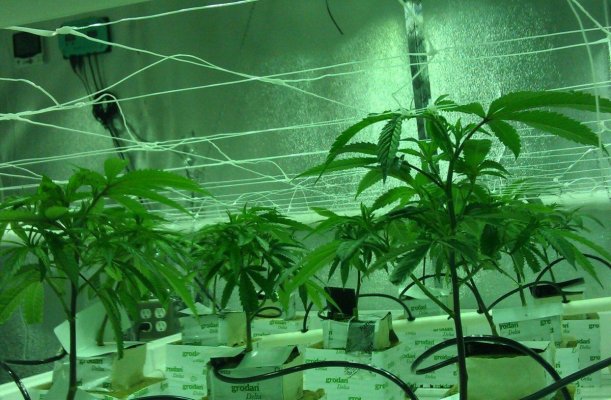 Jan15 Veg Net.jpg