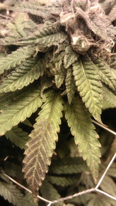 GDP turning purple DF42.jpg