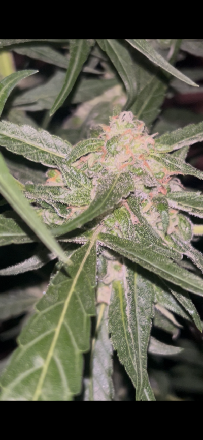 Hello , New member here . looking for some insight and knowledge .
