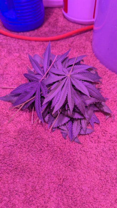 2x2 RDWC #4: Test with Bag Seed