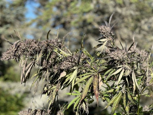 should-i-harvest-this-plant.jpeg