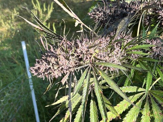 should-i-harvest-this-plant-2.jpeg