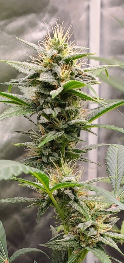 Bodhi Seeds Thread.