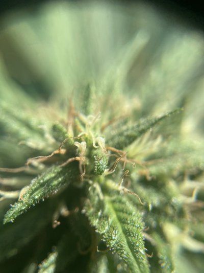 Am I ready to harvest?