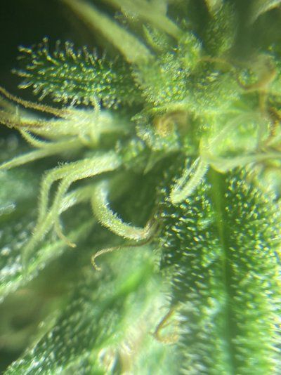 Am I ready to harvest?
