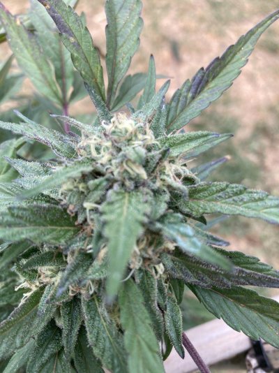 Big Al’s 2025 season indoor/outdoor grow in misery