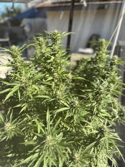 best-way-to-know-when-its-time-to-harvest-7.jpeg