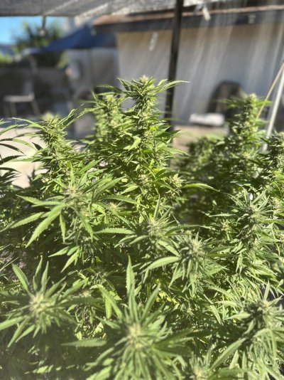 best-way-to-know-when-its-time-to-harvest-8.jpeg