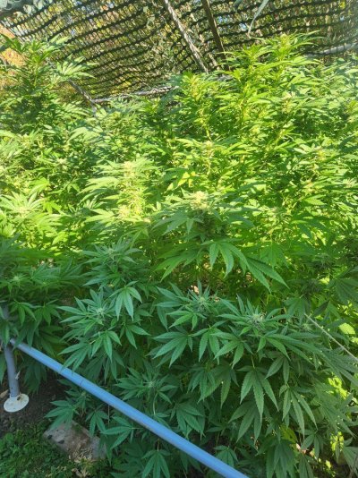 flowering-plants-10-days-without-water.jpg