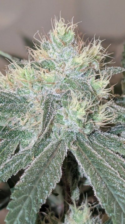 2x2 RDWC #4: Test with Bag Seed