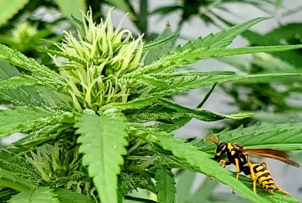 Buds & bugs outdoor pics collection