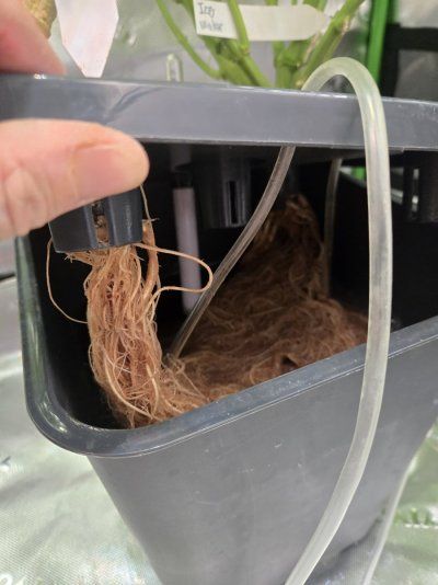 Rot root or something else?