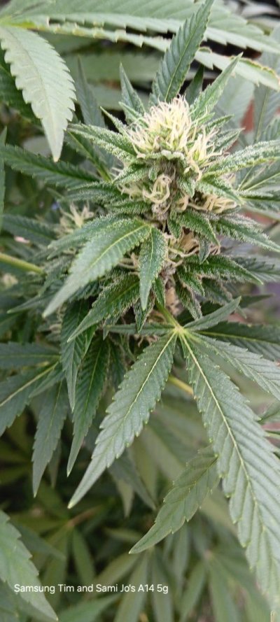 Colorado bugs n buds