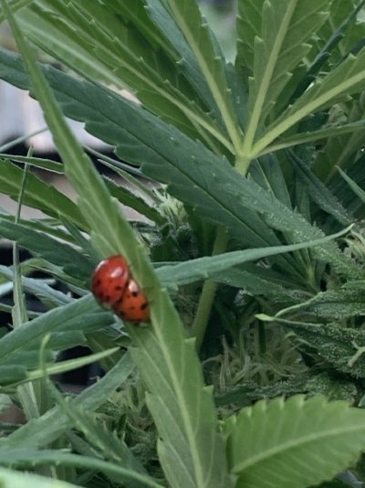 Big Al’s 2025 season indoor/outdoor grow in misery