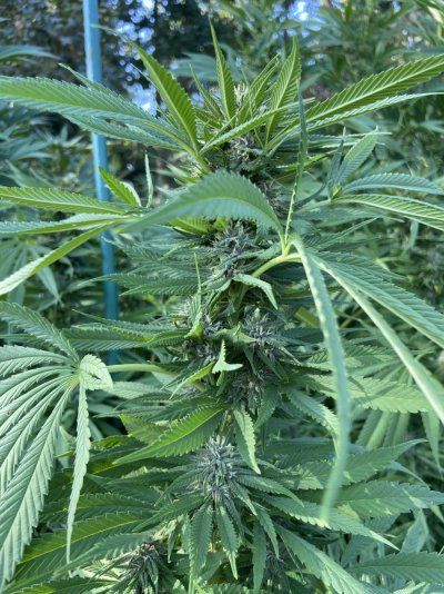 2025 outdoor grows! Let’s see em!