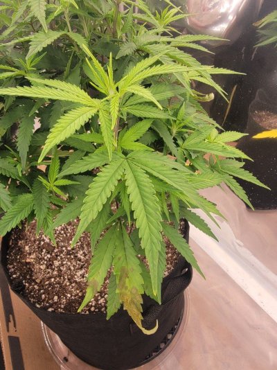 ancient-grower-forever-learning-diagnosis-please.jpg
