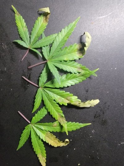 ancient-grower-forever-learning-diagnosis-please-2.jpg