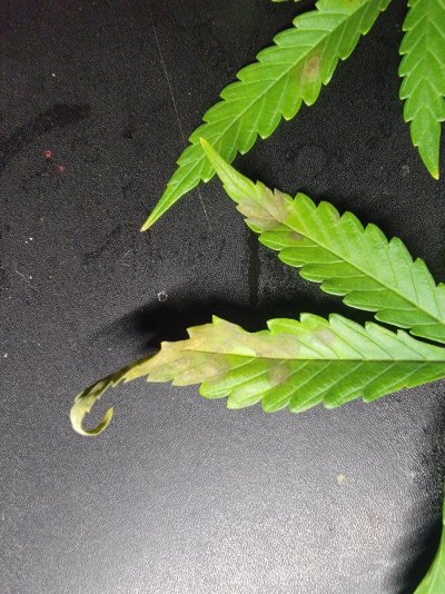 ancient-grower-forever-learning-diagnosis-please-3.jpg