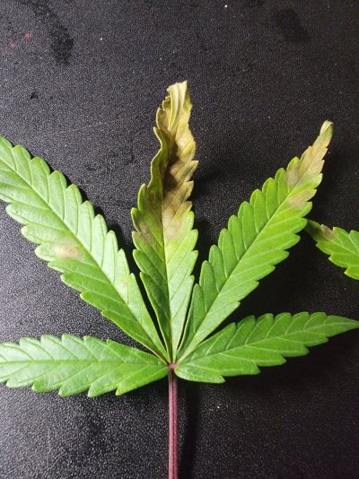 ancient-grower-forever-learning-diagnosis-please-4.jpg