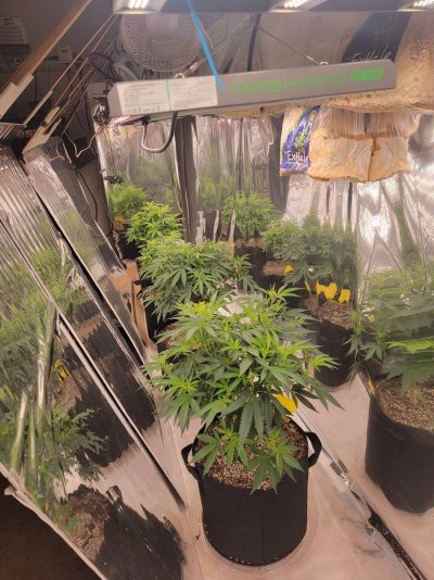 ancient-grower-forever-learning-diagnosis-please-5.jpg