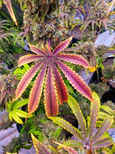 ancient-grower-forever-learning-diagnosis-please-6.jpg