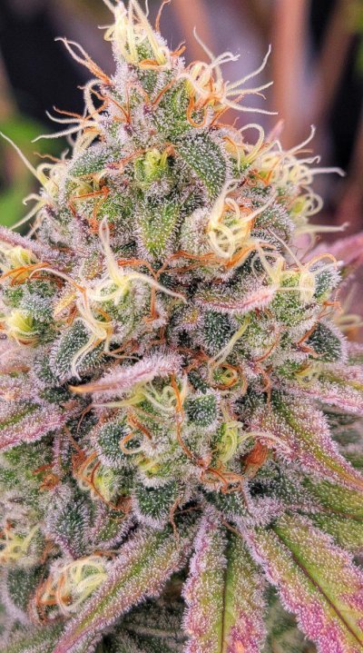 ancient-grower-forever-learning-diagnosis-please-7.jpg