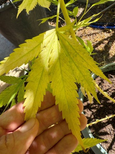 small-black-spots-on-fan-and-smaller-leaf-all-over-the-plantanyone-know-what-it-is-2.jpeg