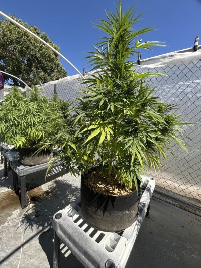 What's wrong with my ladies?!?