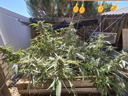 2025 outdoor grows! Let’s see em!