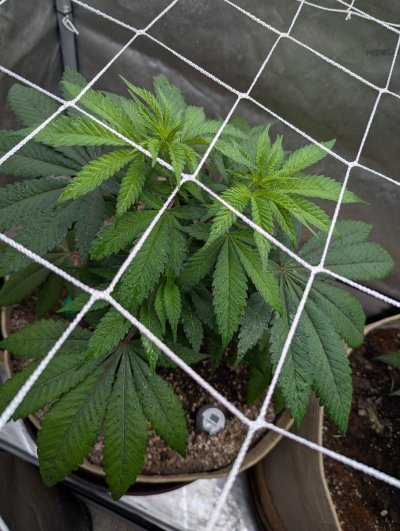 Week4Bytch ..The Cannabis Karen