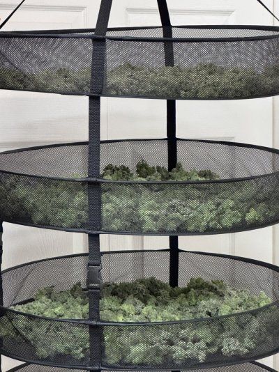 A peek inside my grow tent.