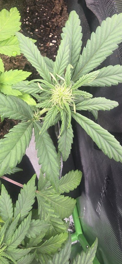 new-grower-here.jpg