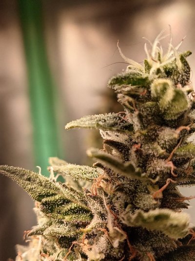 to-harvest-or-not-to-harvest-2.jpg