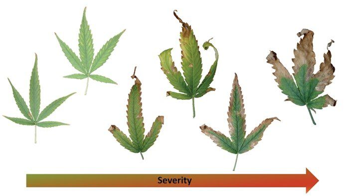 cbt.figure_2_potassium_deficiency_severity_fmt.jpeg