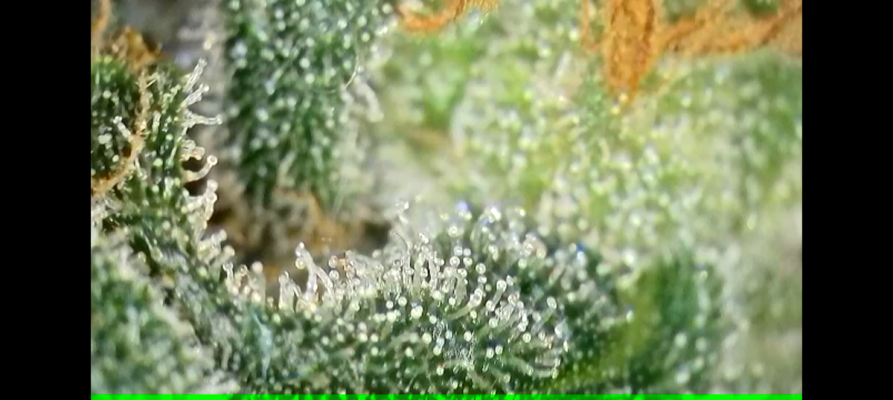 My harvest window is about to begin