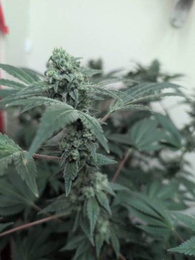 can-you-look-at-buds-and-tell-if-theyre-ready-for-harvest-4.jpg