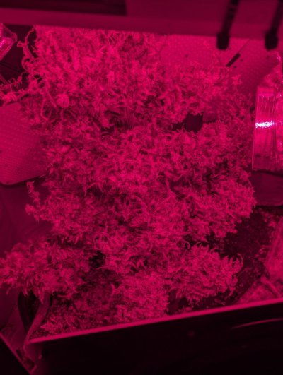 Hi there, new, showing off my plant
