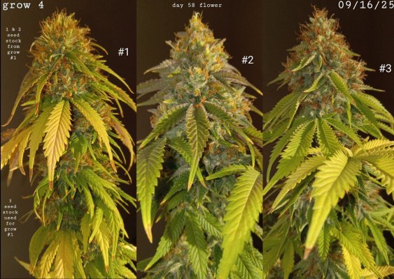 30 years since i was able to grow some weeds. i am now the proud parent of some beautiful girls....  :  )(  :