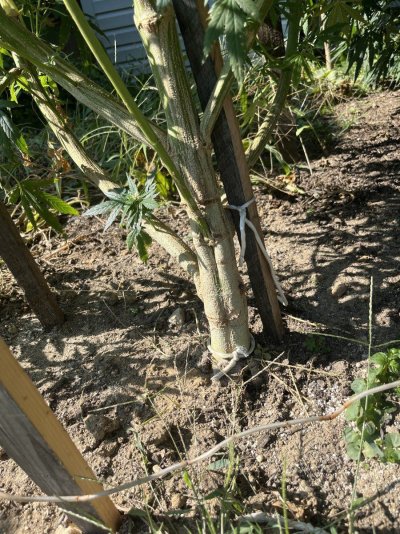 Unknown cannabis strain grow progress