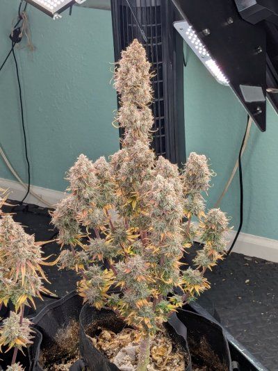 Hi there, new, showing off my plant