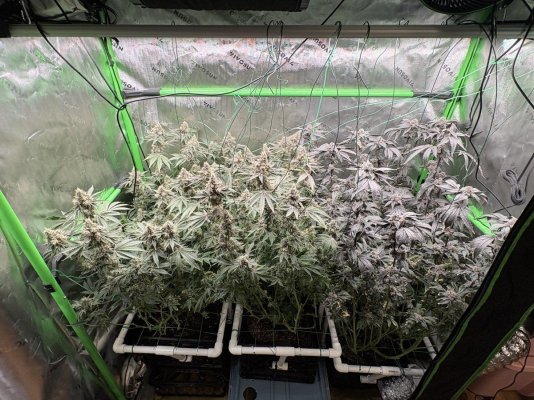 First Attempt Diary - GG4/Sour Diesel/Lemon Pound Cake Photos