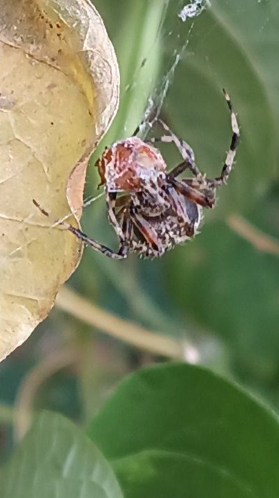 Buds & bugs outdoor pics collection