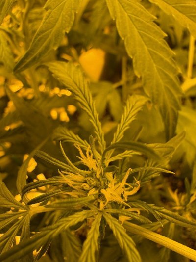is-this-flowering-or-showing-her-sex-2.jpg