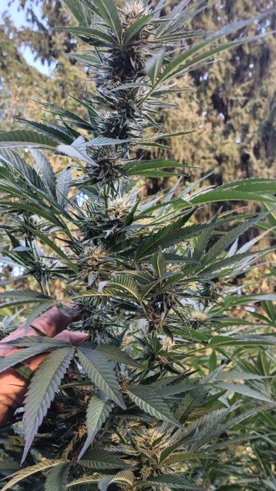 2025 outdoor grows! Let’s see em!