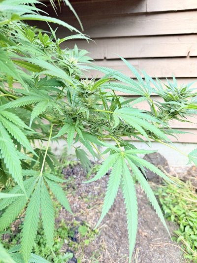 IMG_1338.jpeg