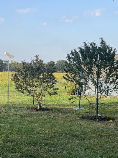 2025 outdoor grows! Let’s see em!