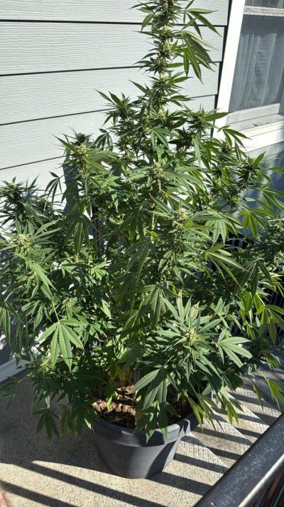 Tumble stumbles upon a Spider Farmer clip on fan.. Growing Blue Cheese, North Thunderfuck, Cali Blues, and Bruce Banner #2